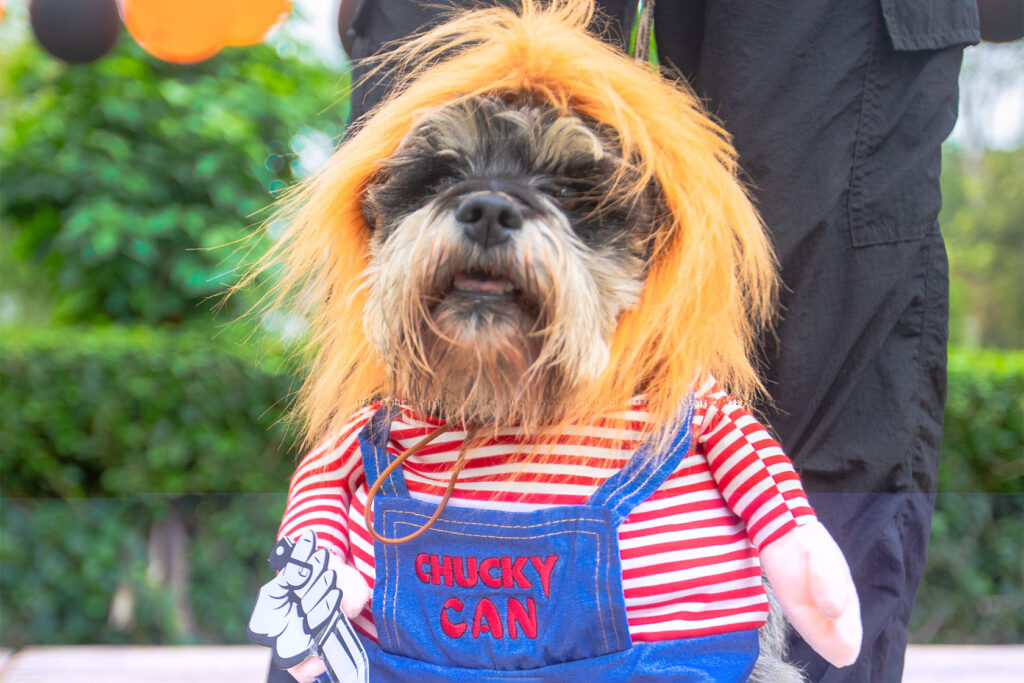 Disfraces para perros pequeños y grandes